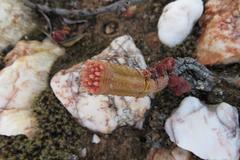 Crassula pyramidalis