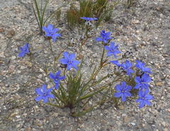 Aristea oligocephala