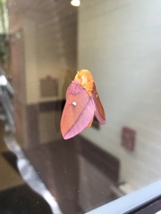 Anisota pellucida