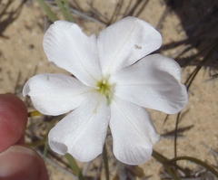 Aristea oligocephala