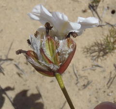 Aristea oligocephala