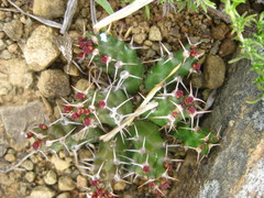 Euphorbia stellata