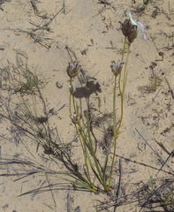 Aristea oligocephala