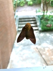 Anisota pellucida