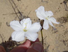 Aristea oligocephala
