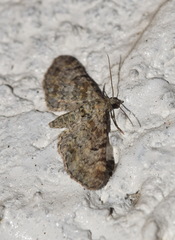 Eupithecia laquaearia