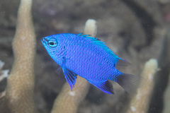 Chrysiptera cymatilis