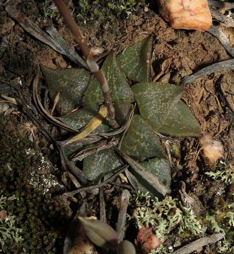 Haworthia emelyae
