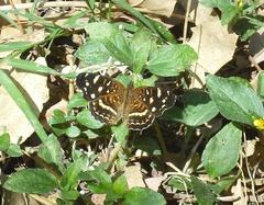 Anthanassa ptolyca amator