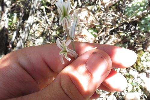 Haworthia emelyae