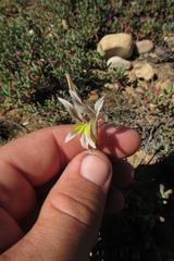 Gladiolus permeabilis permeabilis