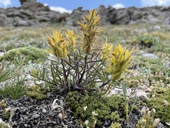 Castilleja puberula