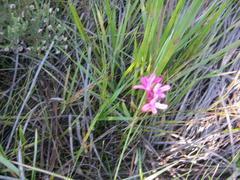 Disa gladioliflora gladioliflora