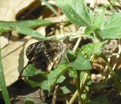 Anthanassa ptolyca amator