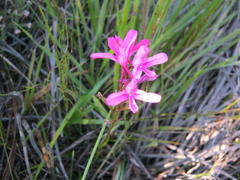 Disa gladioliflora gladioliflora