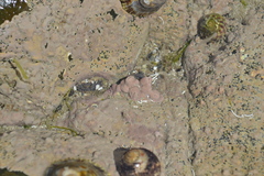 Lithophyllum incrustans