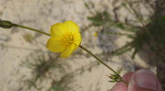 Linum thunbergii