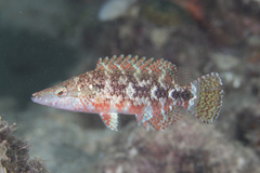 Oxycheilinus celebicus