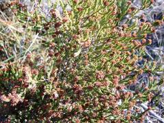 Blaeria