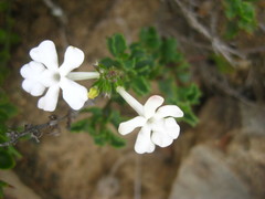 Chascanum cuneifolium