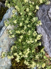 Galium megalospermum