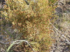 Blaeria