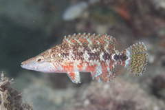 Oxycheilinus celebicus