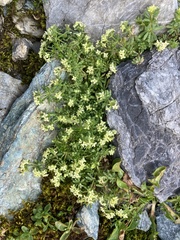 Galium megalospermum