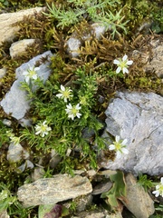 Moehringia ciliata