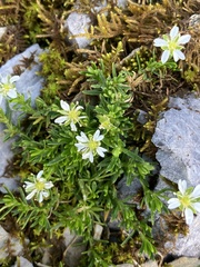 Moehringia ciliata
