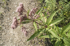 Calycomyza flavinotum