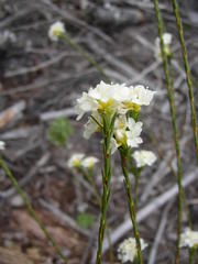 Lachnaea