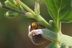 Cryptocephalus fulvus