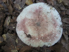 Russula hixsonii