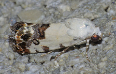 Ponometia nannodes