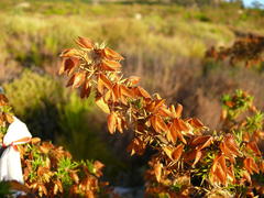 Aspalathus astroites