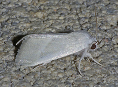 Leucocnemis nivalis