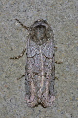 Sympistis sectilis