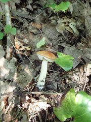 Leccinum albostipitatum
