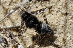Australoechus megaspilus