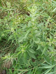 Urtica dioica