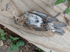 Passer domesticus domesticus