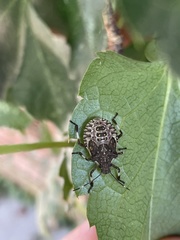Asopinae