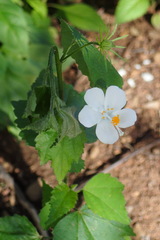 Hibiscus phoeniceus