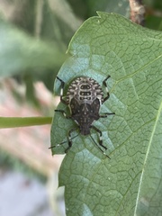 Asopinae