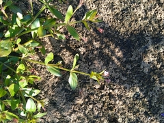 Lindernia procumbens