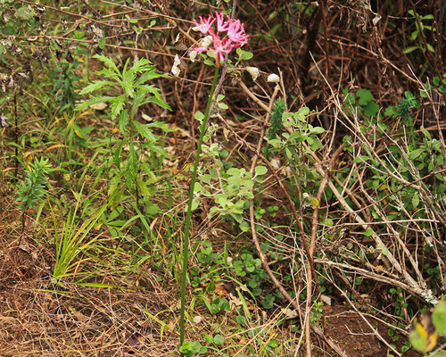 Nerine undulata