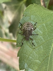 Asopinae
