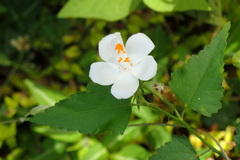 Hibiscus phoeniceus