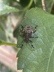 Asopinae